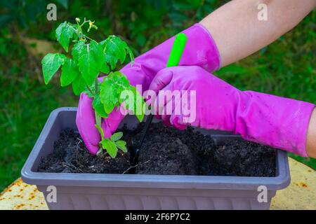 Le mani di una donna trapiantano piantine di pomodoro da una scatola a terra. Foto Stock