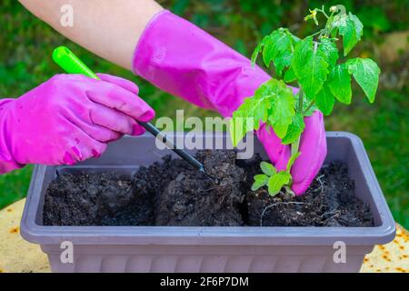 Le mani di una donna trapiantano piantine di pomodoro da una scatola a terra. Foto Stock