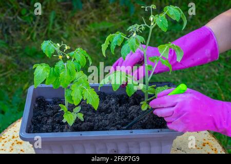 Le mani di una donna trapiantano piantine di pomodoro da una scatola a terra. Foto Stock