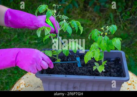 Le mani di una donna trapiantano piantine di pomodoro da una scatola a terra. Foto Stock