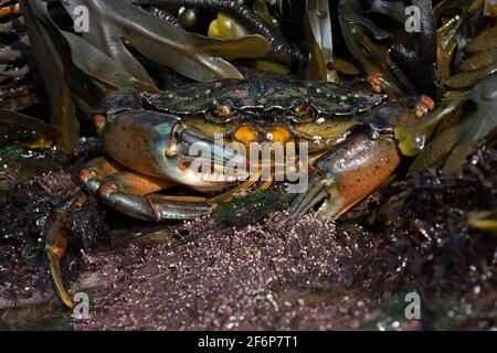 Granchio verde europeo (Carcinus maenas), 73 immagini con rapporto di ingrandimento individuale 1:1 impilate per offrire un'immensa profondità di campo e dettagli Foto Stock