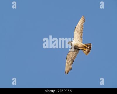 Peregrine Falcon, Falco peregrinus, adulto intorno Cromer Chiesa, Norfolk del Nord, estate Foto Stock