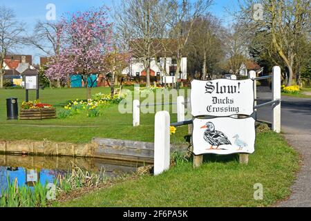 Narcisi primaverili in fiore e fiori d'albero su tipico inglese villaggio rurale verde oltre laghetto di anatre & strada di avvertimento Firma Blackmore Essex Inghilterra UK Foto Stock