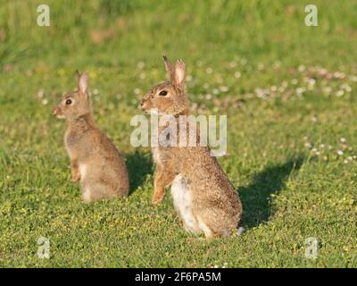 Coniglio europeo, Oryctolagus cuniculus, giovane allerta, estate norfolk Foto Stock