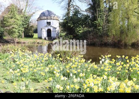 Narcisi nel parco di Chiswick Foto Stock