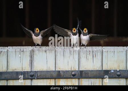 Fienile Swallows, Hirundo rustica, giovane appena fuori da un nido in un fienile che viene alimentato dai genitori mentre arroccato sulla porta del fienile, Bridon, Norfolk del Nord, settembre Foto Stock