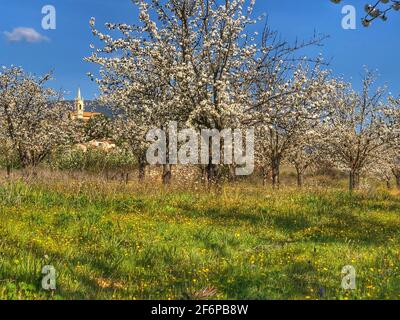 Fioritura dei ciliegi in Provenza Foto Stock