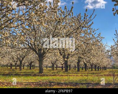 Fioritura dei ciliegi in Provenza Foto Stock