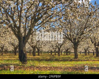 Fioritura dei ciliegi in Provenza Foto Stock