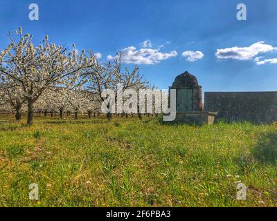 Fioritura dei ciliegi in Provenza Foto Stock