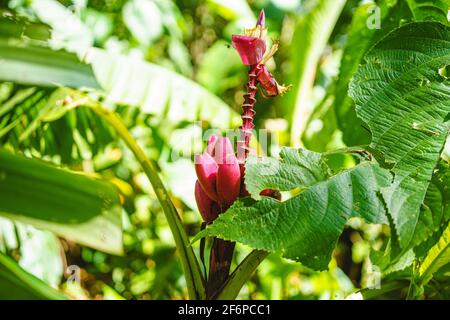 Fiore rosa tropicale nel mezzo della giungla. Turrialba, Costa Rica Foto Stock