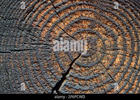 Fuoco selettivo legno resinoso bruciato tessuto incandescente di superficie ruvida albero abbattuto con anelli annuali. Concetto di invecchiamento a lunga durata Foto Stock