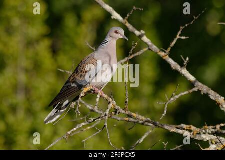 Tartaruga europea (Streptopelia turtur) Foto Stock