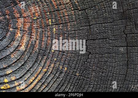 Legno resinoso bruciato tessuto incandescente fuoco selettivo di superficie ruvida albero gelificato con anelli annuali. Concetto di invecchiamento a lunga durata Foto Stock