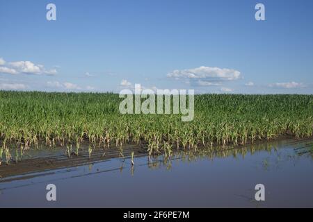 Raccolti di mais allagati in acqua. Inondazioni in aree agricole. Scenario. Foto Stock