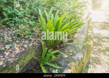 Asplenium scoplendrium o Phyllitis scoplendrium anche comunemente chiamato hart lingua felce nel suo habitat naturale, l'Europa Foto Stock