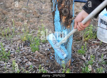 coltivatore applicare gli alberi di mele con bordeaux mix anti protezione fungo di alberi immagine Foto Stock