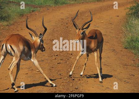 Una scena d'azione ravvicinata di due gazelles selvaggi in una lotta faccia a faccia su una strada sterrata selvaggia in Sud Africa. C'è un po' di sfocatura del movimento. Foto Stock