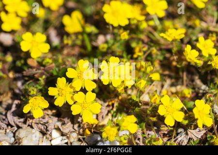 Il fiore di Potentilla reptans, conosciuto come il cinquefoil strisciante, il cinquefoil europeo o il tormentil strisciante Foto Stock