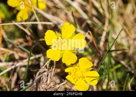 Il fiore di Potentilla reptans, conosciuto come il cinquefoil strisciante, il cinquefoil europeo o il tormentil strisciante Foto Stock