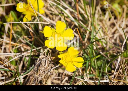 Il fiore di Potentilla reptans, conosciuto come il cinquefoil strisciante, il cinquefoil europeo o il tormentil strisciante Foto Stock