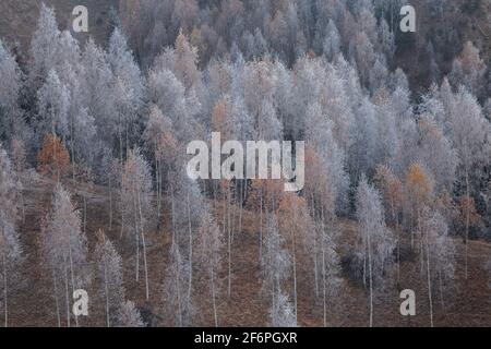Paesaggio invernale della foresta ghiacciata Foto Stock