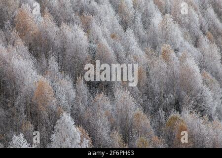 Paesaggio invernale della foresta ghiacciata Foto Stock
