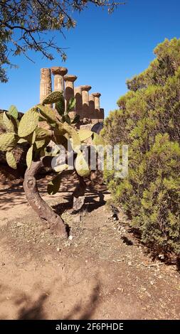 Il Giardino di Kolymbethra, o Jardino della Kolymbethra, magnifico giardino verde nel cuore della Valle dei Templi, Sicilia, Italia. Muro di pietra, lussureggiante Foto Stock