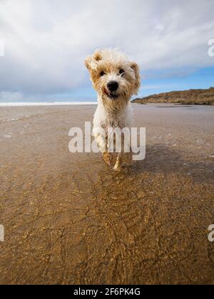 Piccolo cane bianco sulla spiaggia con un'occhiata comica sulla sua faccia, Bude, Cornovaglia, Regno Unito Foto Stock