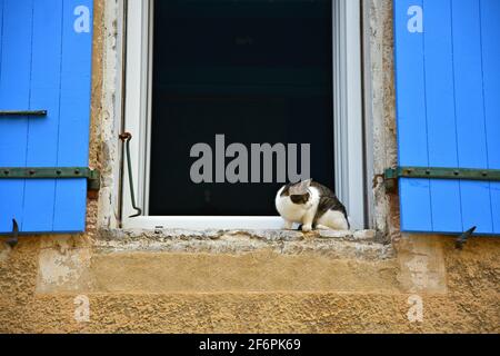 Gatto nero e bianco feriale seduto su un davanzale in stile Provençal a Fontaine de Vaucluse, Provenza-Alpi-Côte Costa Azzurra Francia. Foto Stock