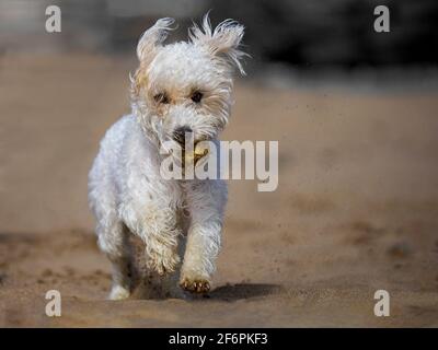 Piccolo cane bianco che corre sulla spiaggia, Regno Unito Foto Stock