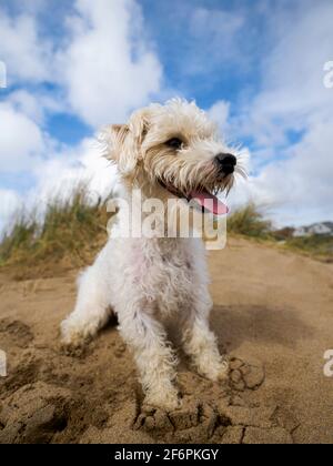 Piccolo cane bianco sulla spiaggia, Bude, Cornovaglia, Regno Unito Foto Stock