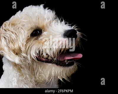 Ritratto di un cane bianco felice. Foto Stock