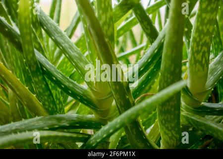 Primo piano di foglie di piante di aloe vera. Foto Stock