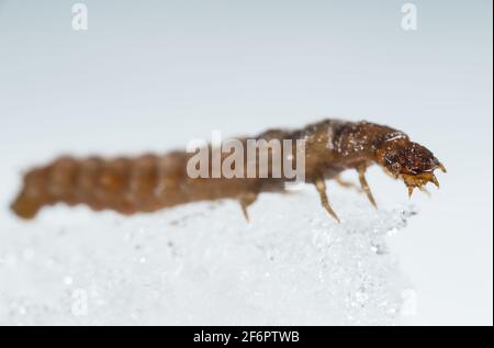 Soldato scarabeo larva (Cantharidae) che cammina sulla neve Foto Stock