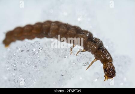 Soldato scarabeo larva (Cantharidae) che cammina sulla neve Foto Stock