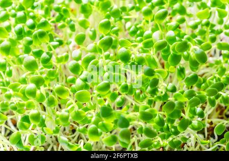 Germogli di trifoglio di Crimson, primo piano. Trifoglio italiano, microsfere. Piantine di Trifolium incarnatum, germogli verdi, piante giovani e germogli. Foto Stock