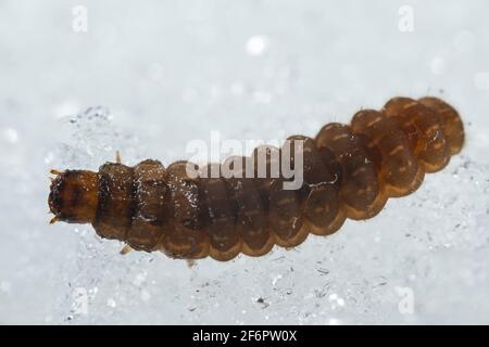 Soldato scarabeo larva (Cantharidae) che cammina sulla neve Foto Stock