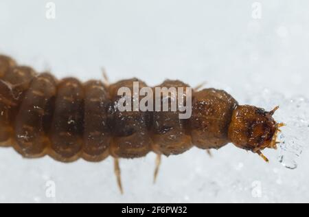 Soldato scarabeo larva (Cantharidae) che cammina sulla neve Foto Stock