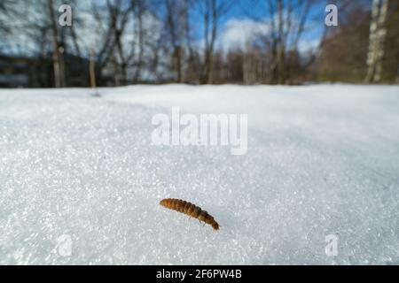 Soldato scarabeo larva (Cantharidae) che cammina sulla neve Foto Stock