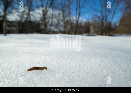 Soldato scarabeo larva (Cantharidae) che cammina sulla neve Foto Stock