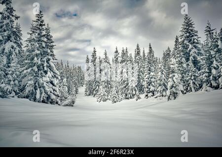 abeti imbiancati con neve fresca Foto Stock