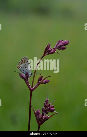 Piccola farfalla su un fiore rosso campion in natura, macro clos eup, catchfly rosso, diodica silene, piccola farfalla colorata con macchie arancioni e nere Foto Stock