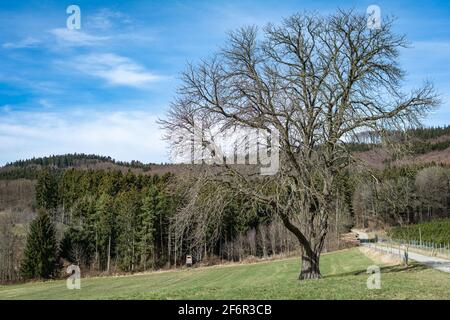 Un grande albero di quercia senza foglie su un prato verde contro un cielo blu con alcune nuvole. Vista pacifica della natura in evoluzione all'inizio della primavera. Foto Stock