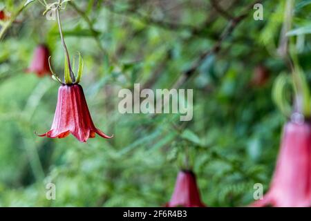 Canarina canariensis, campanulaceae, fiori di palma delle Canarie a Ruigomez, Tenerife, Isole Canarie, Spagna Foto Stock