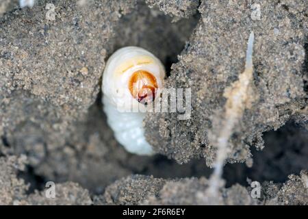 Larva / larve di cagneto (Asproparthenis punctiventris ex Bothynoderes punctiventris) su foglie di piante di barbabietole danneggiate. Foto Stock