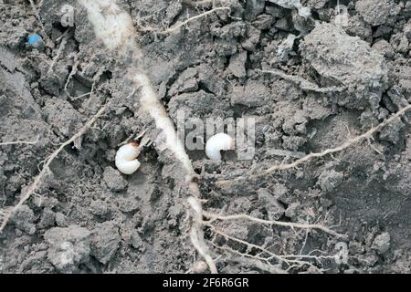 Larva / larve di cagneto (Asproparthenis punctiventris ex Bothynoderes punctiventris) su foglie di piante di barbabietole danneggiate. Foto Stock