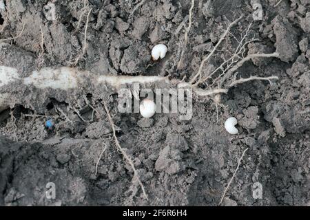 Larva / larve di cagneto (Asproparthenis punctiventris ex Bothynoderes punctiventris) su foglie di piante di barbabietole danneggiate. Foto Stock