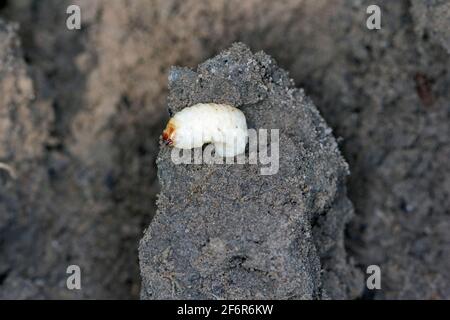 Larva / larve di cagneto (Asproparthenis punctiventris ex Bothynoderes punctiventris) su foglie di piante di barbabietole danneggiate. Foto Stock