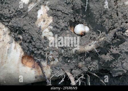 Larva / larve di cagneto (Asproparthenis punctiventris ex Bothynoderes punctiventris) su foglie di piante di barbabietole danneggiate. Foto Stock